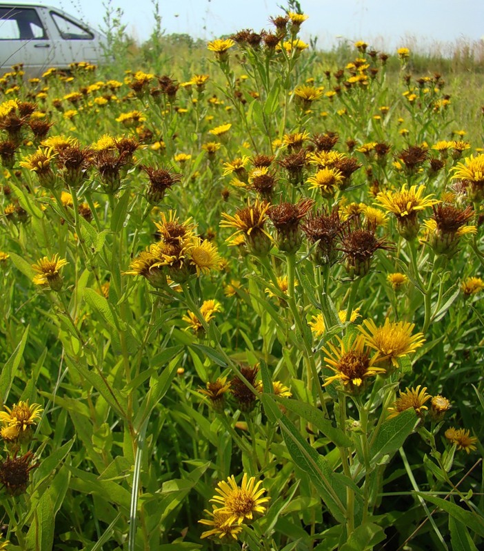 Изображение особи Inula sabuletorum.