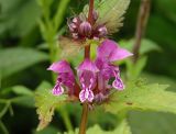 Lamium maculatum. Часть соцветия с цветками и бутонами. Украина, Львовская обл., Дрогобычский р-н, г. Трускавец, Помярки, возле дороги. 04.06.2014.