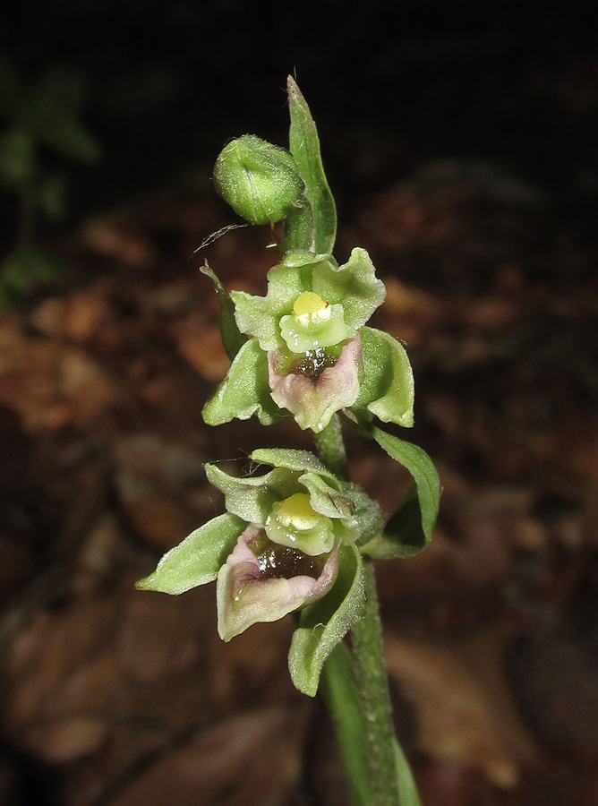 Image of Epipactis krymmontana specimen.