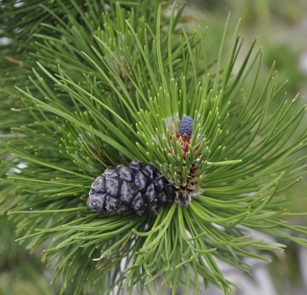 Image of Pinus heldreichii specimen.