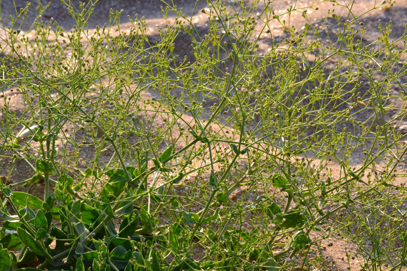 Image of Gypsophila perfoliata specimen.