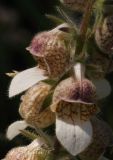 Digitalis lanata