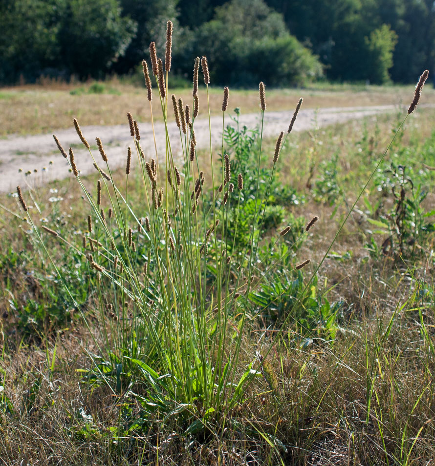 Image of Plantago lanceolata specimen.
