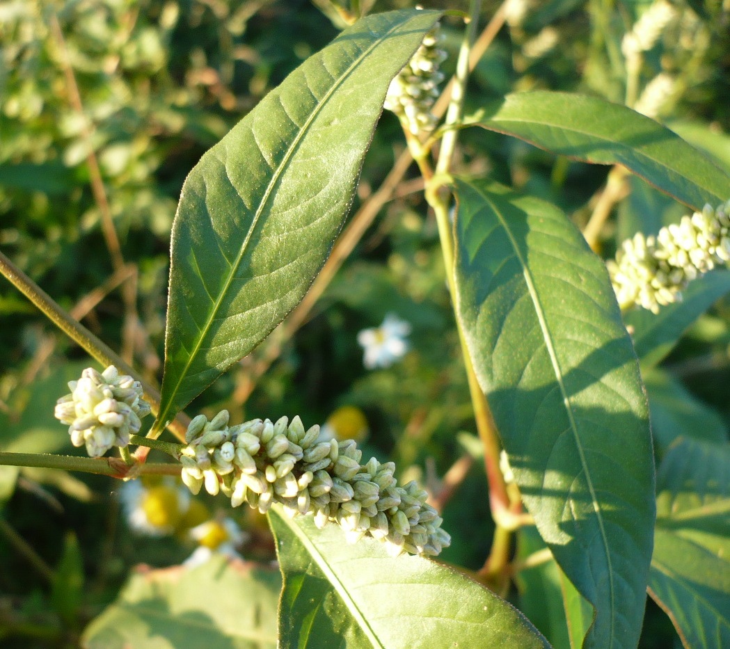 Изображение особи Persicaria scabra.