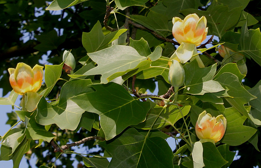 Image of Liriodendron tulipifera specimen.