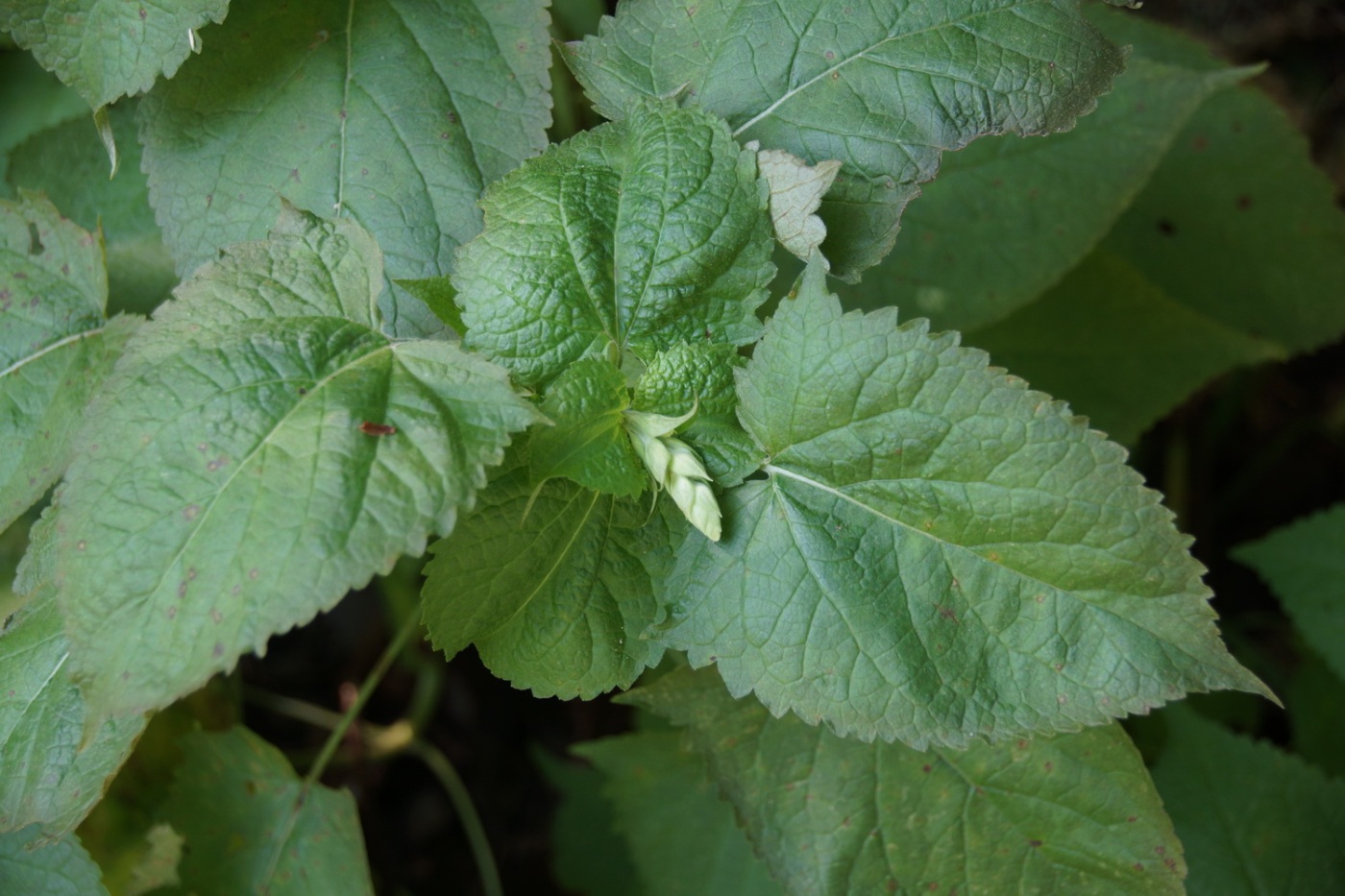 Изображение особи Salvia glutinosa.