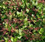 Gaultheria shallon