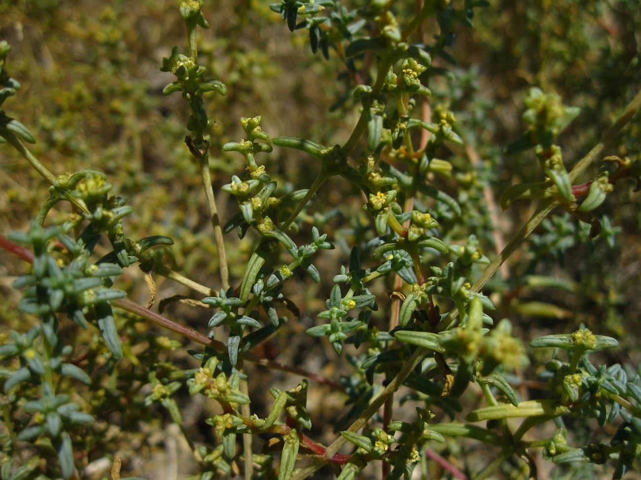 Image of Seidlitzia florida specimen.