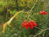 Viburnum opulus. Верхушка плодоносящего побега. Нидерланды, провинция Noord-Holland, Amstelveen, ландшафтный парк Dr. Jac. P. Thijssepark. 31 октября 2009 г.