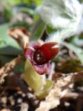 Asarum europaeum