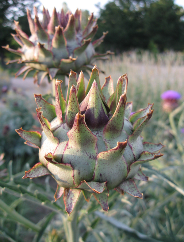 Изображение особи Cynara scolymus.