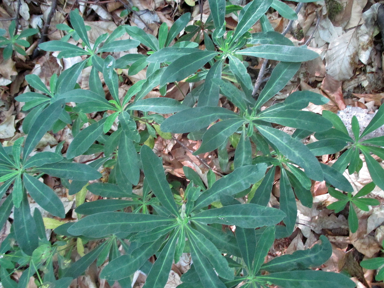 Изображение особи Euphorbia amygdaloides.