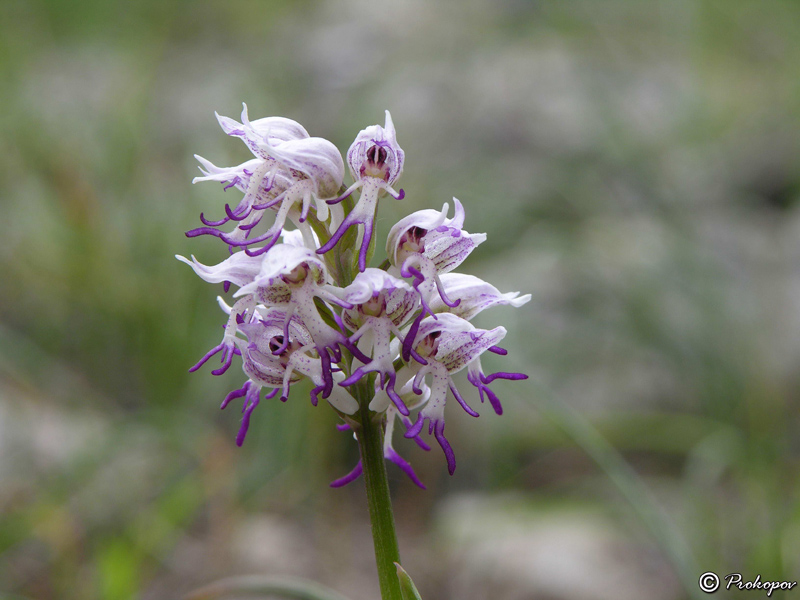 Image of Orchis simia specimen.