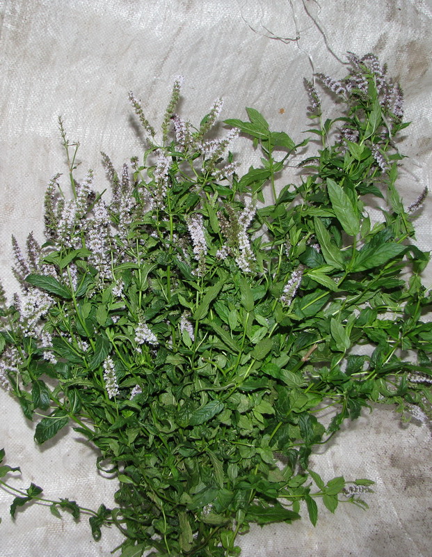 Image of Mentha spicata specimen.