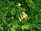 Astragalus membranaceus