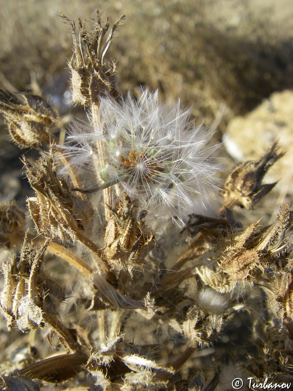 Изображение особи Helminthotheca echioides.