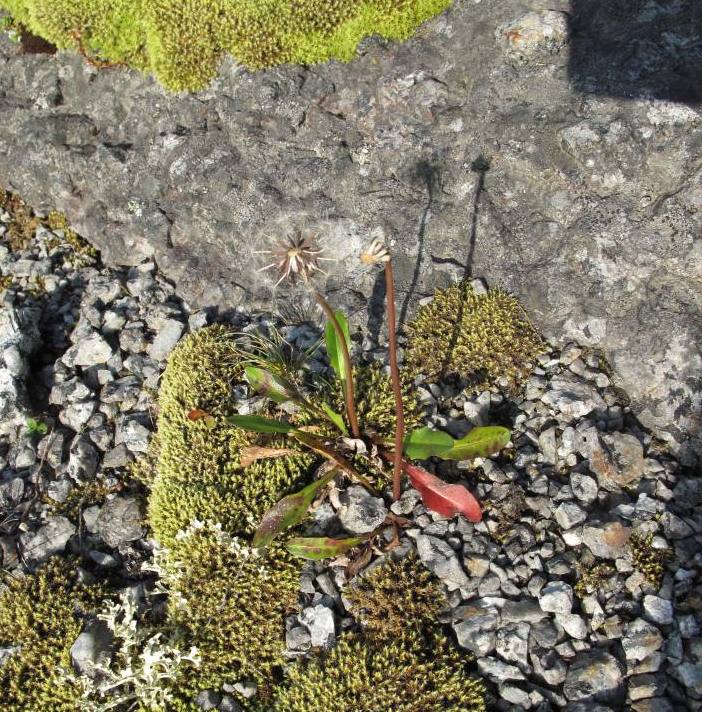 Image of Taraxacum nivale specimen.