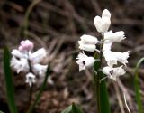Hyacinthella leucophaea. Соцветия. Балка, Днепропетровская обл., 05.04.2008.