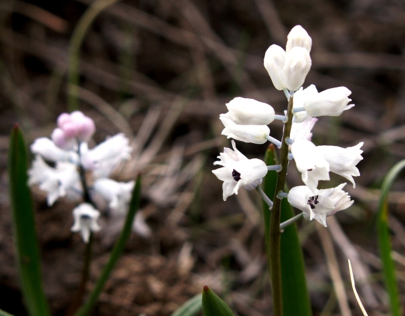 Image of Hyacinthella leucophaea specimen.