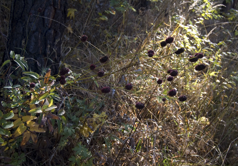 Image of Sanguisorba officinalis specimen.