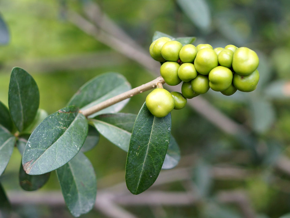 Изображение особи Ligustrum vulgare.