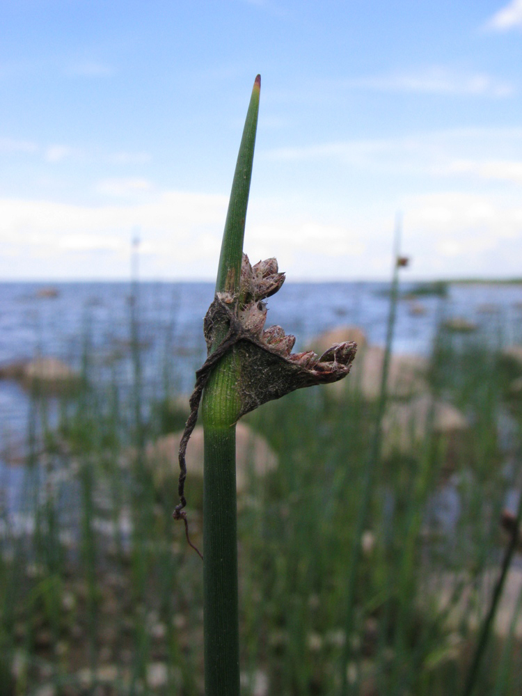 Image of genus Schoenoplectus specimen.