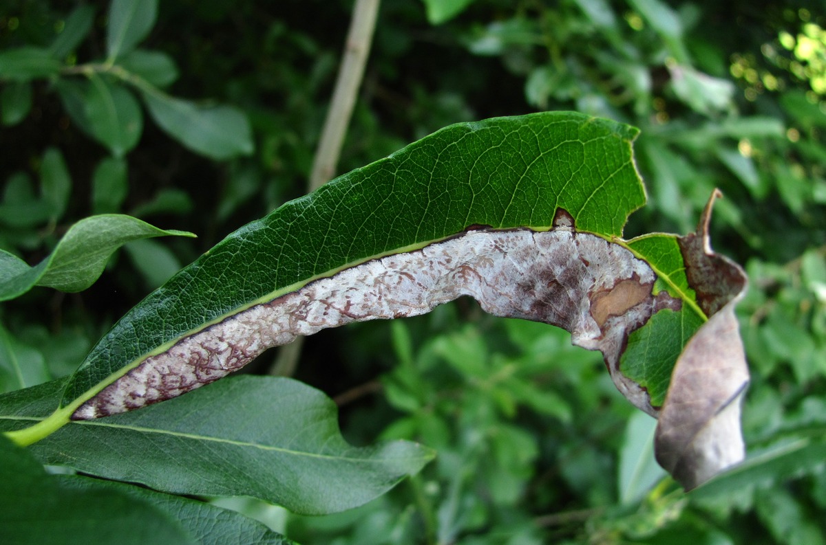 Image of Salix gmelinii specimen.