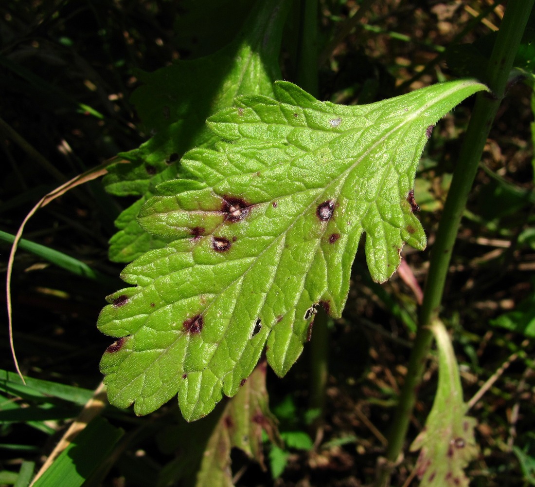 Image of Verbena officinalis specimen.