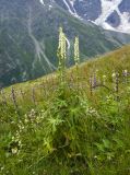 Aconitum orientale