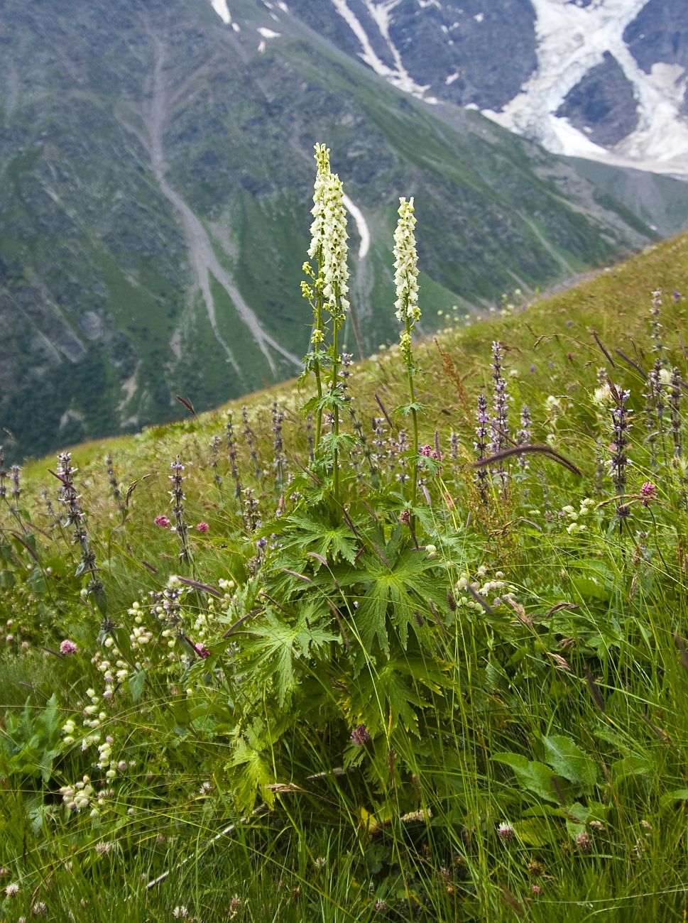 Изображение особи Aconitum orientale.