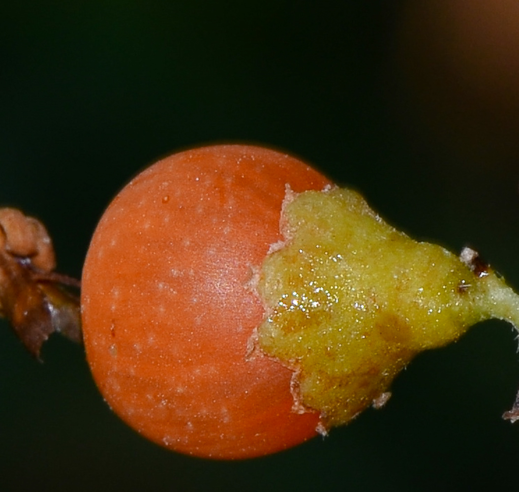 Изображение особи Cordia sinensis.