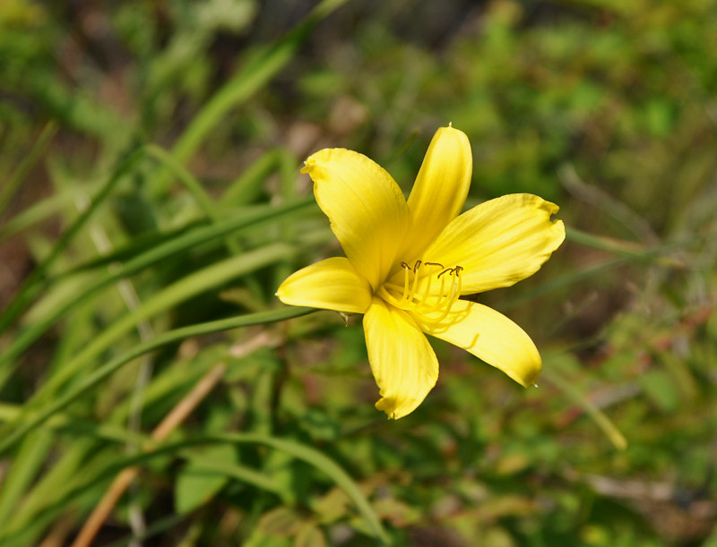 Изображение особи Hemerocallis minor.