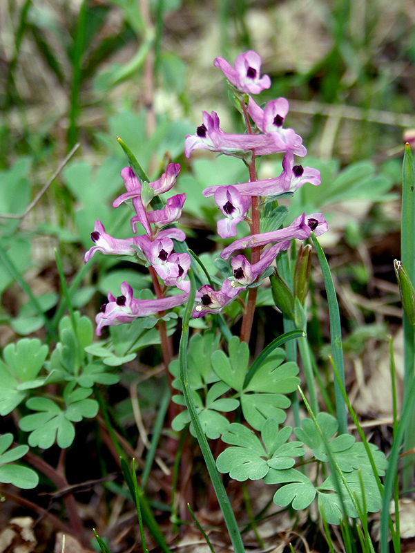 Image of Corydalis paczoskii specimen.