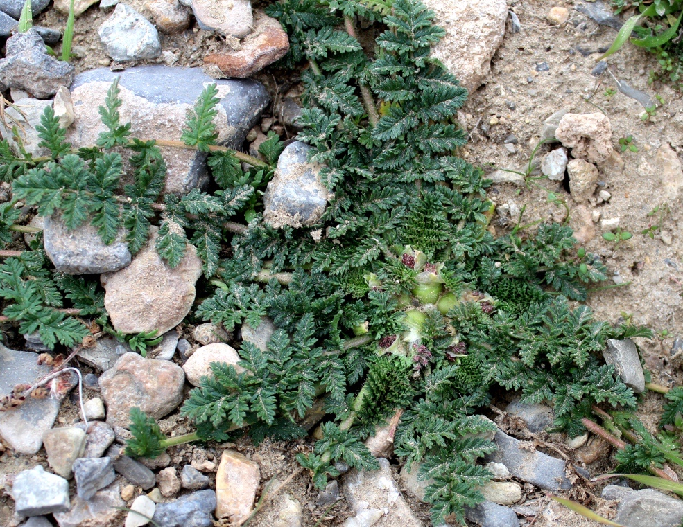 Image of Erodium cicutarium specimen.
