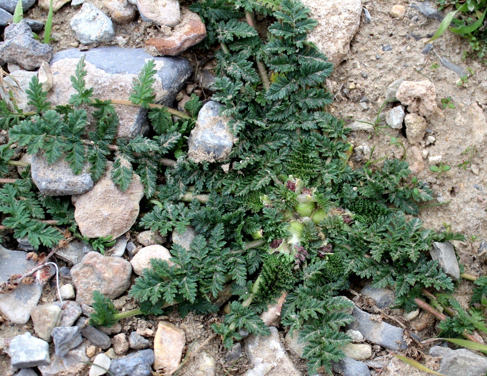 Изображение особи Erodium cicutarium.