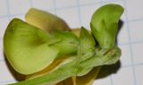 Vigna luteola