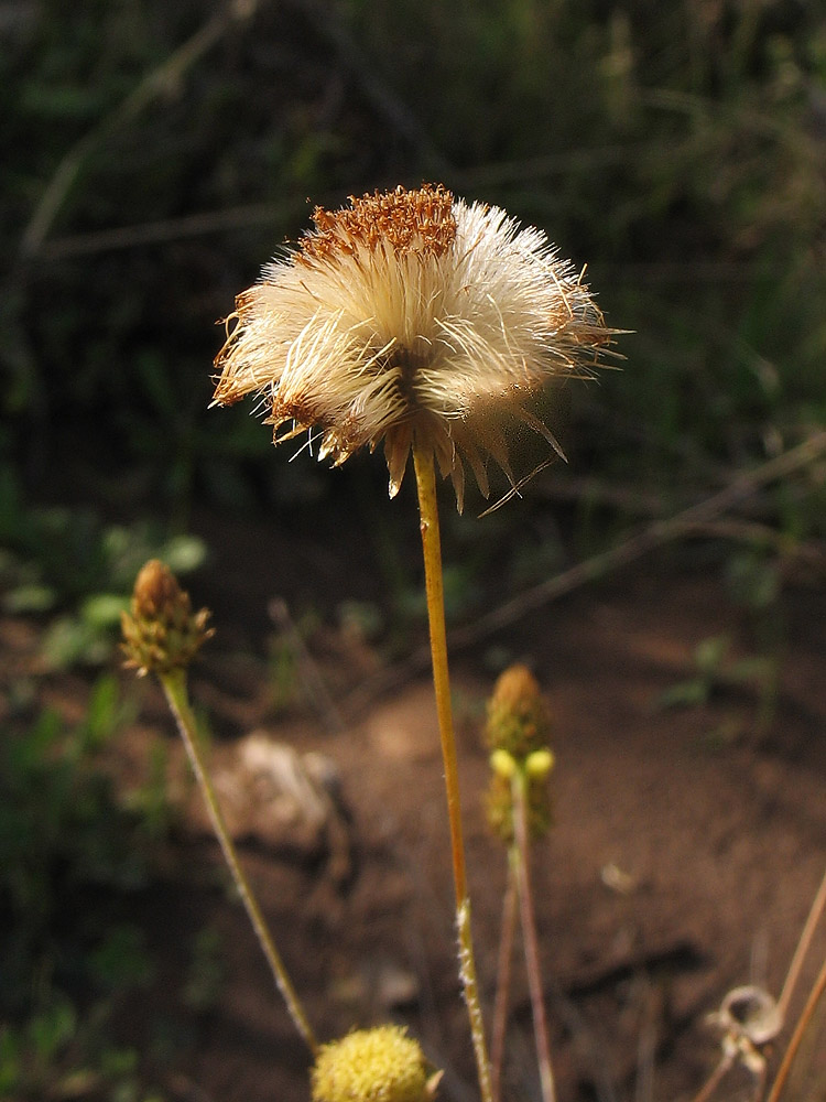 Image of Phagnalon saxatile specimen.