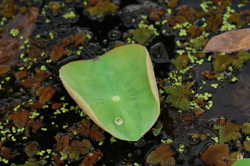 Image of Nelumbo nucifera specimen.