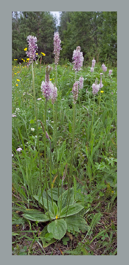 Изображение особи Plantago media.