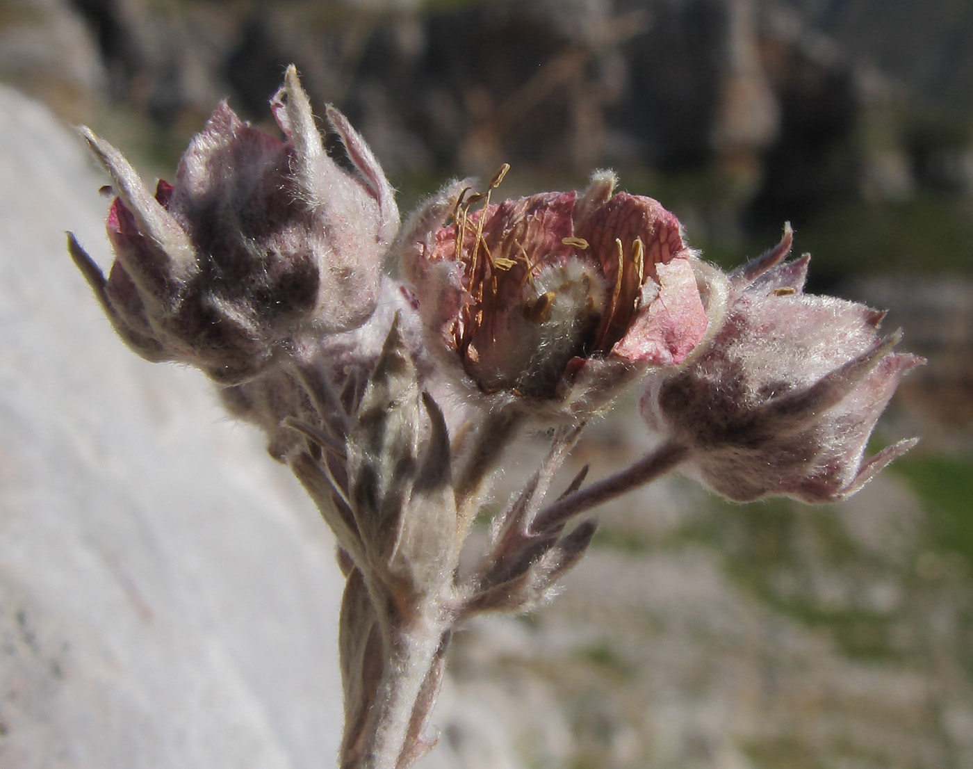 Изображение особи Potentilla divina.