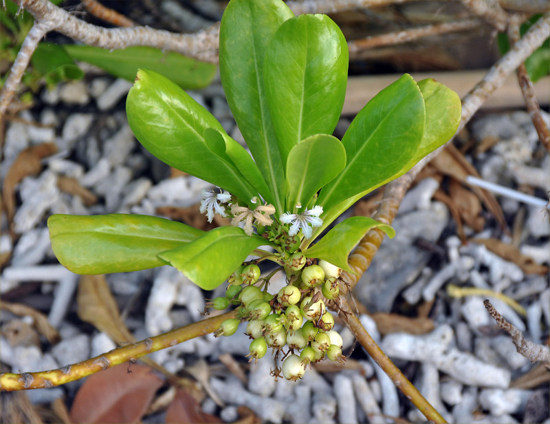 Изображение особи Scaevola taccada.