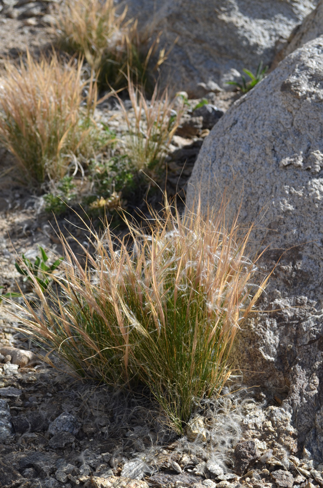 Изображение особи род Stipa.