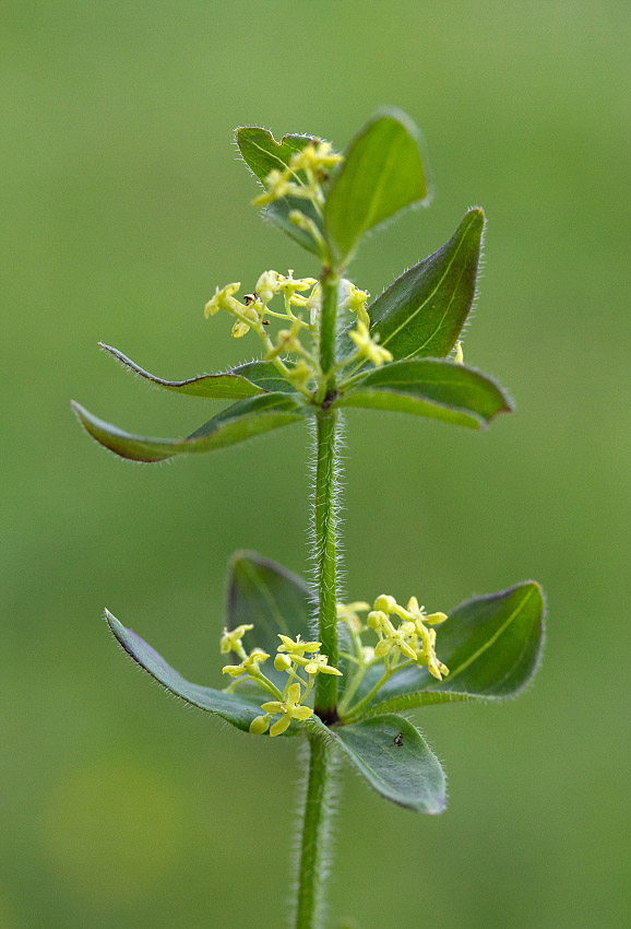 Image of Cruciata krylovii specimen.