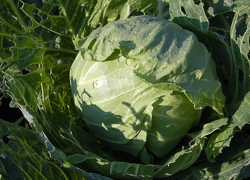 Изображение особи Brassica oleracea var. capitata.