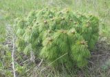 Paeonia tenuifolia