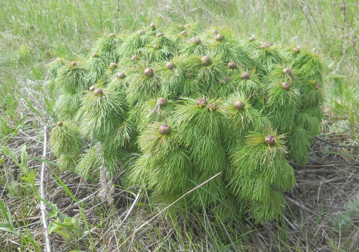 Изображение особи Paeonia tenuifolia.