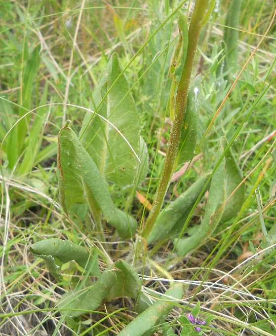 Изображение особи Ligularia thyrsoidea.