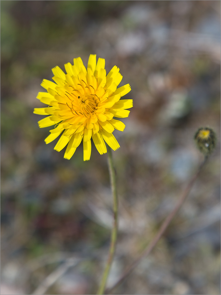 Image of Scorzoneroides autumnalis specimen.