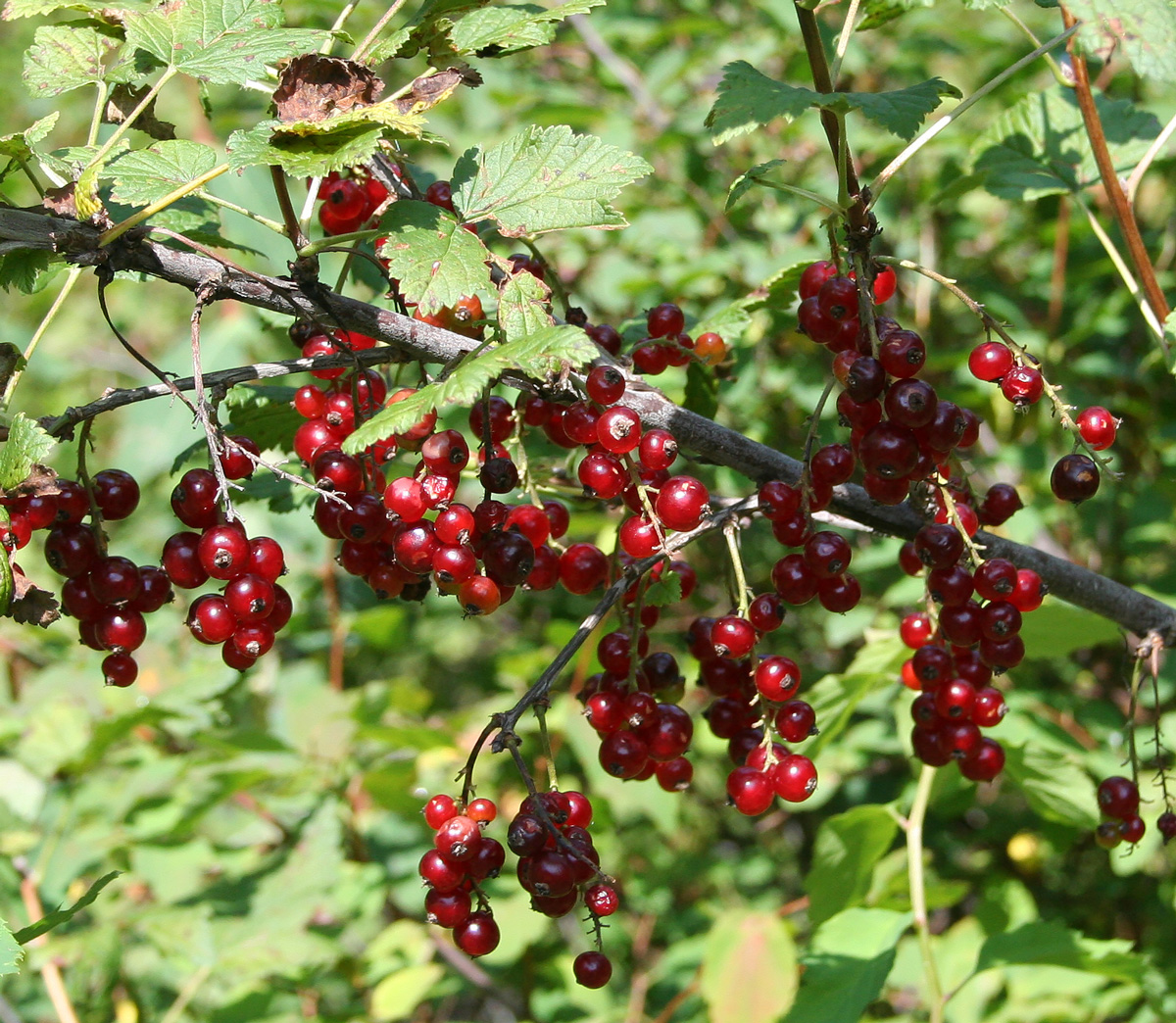 Изображение особи Ribes atropurpureum.