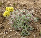 Artemisia triniana